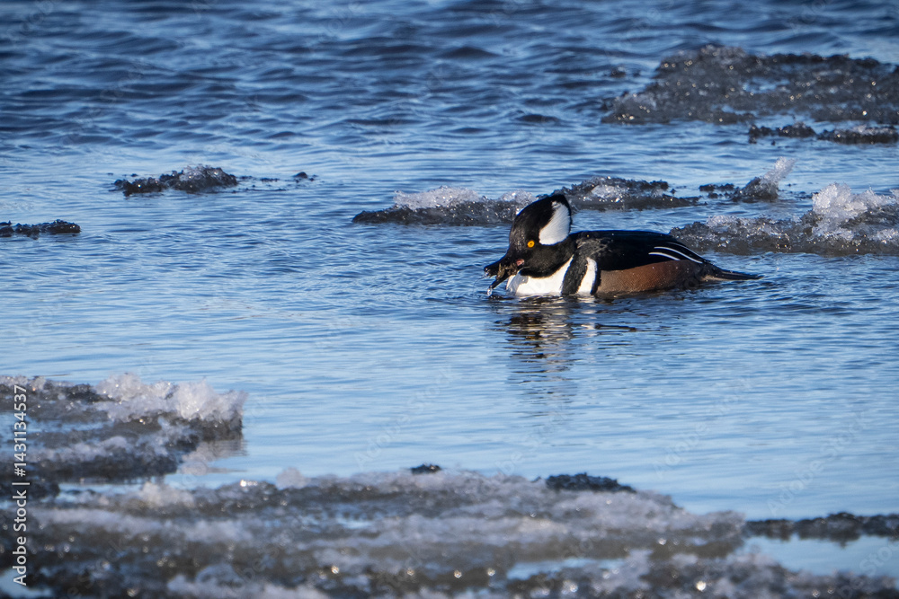 Fototapeta premium Male hooded merganser duck resting in the freezing waters of the St. Lawrence River in winter.