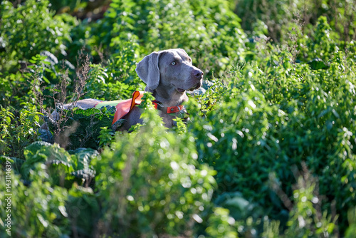 weimaraner hunting photo