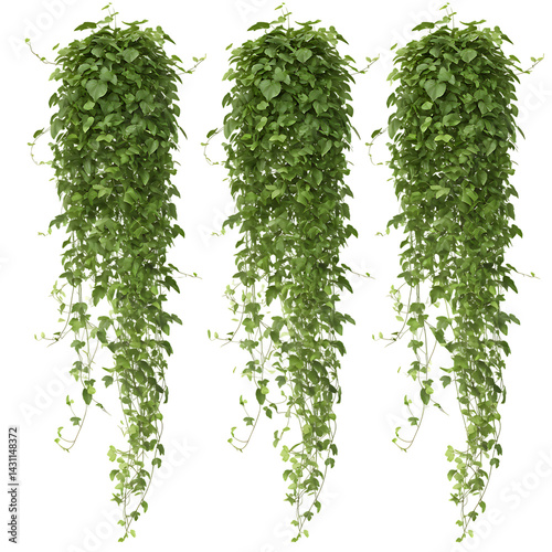 Hanging plants green foliage vines indoor outdoor decor gardening vertical garden plants wall decor greenery on transparent background