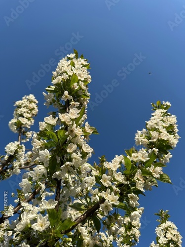 Photos of spring flowering trees in the garden
