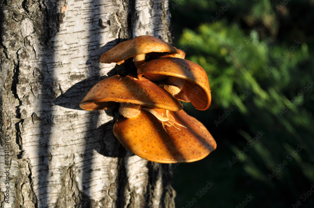 brown mushrooms and the bark of a tree trunk