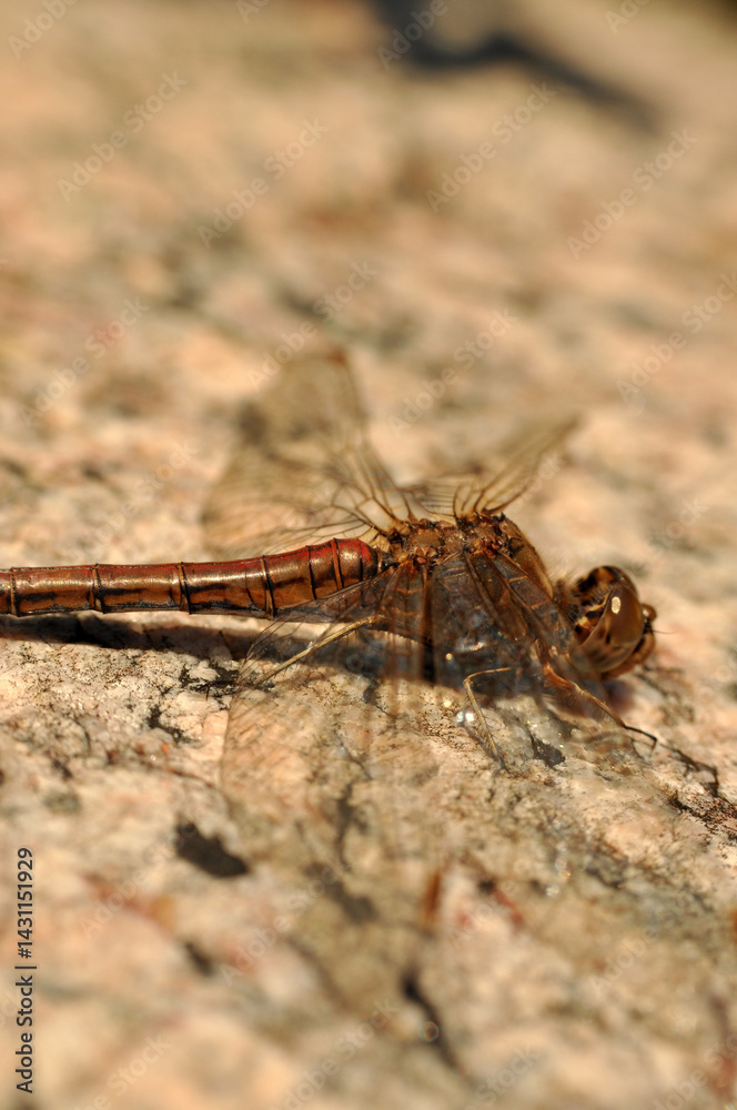 a brown dragonfly is resting sitting on a stone rock