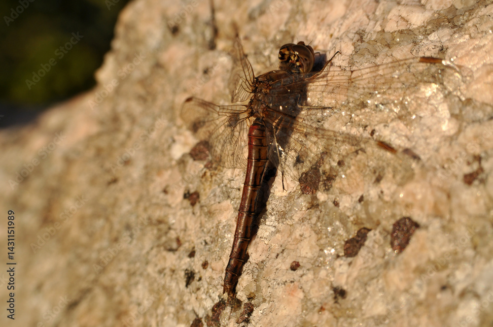 a brown dragonfly is resting sitting on a stone rock