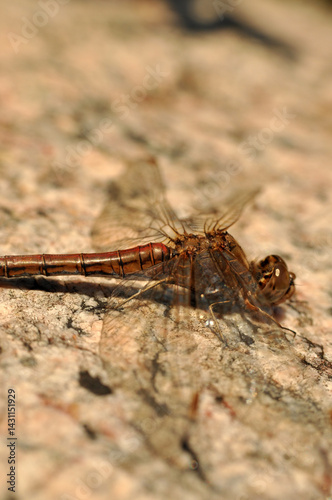 Obraz na płótnie a brown dragonfly is resting sitting on a stone rock w salonie