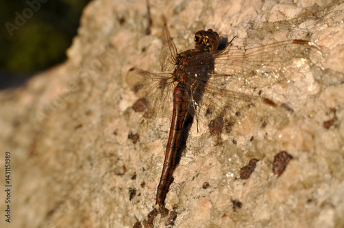 Obraz na płótnie a brown dragonfly is resting sitting on a stone rock w salonie