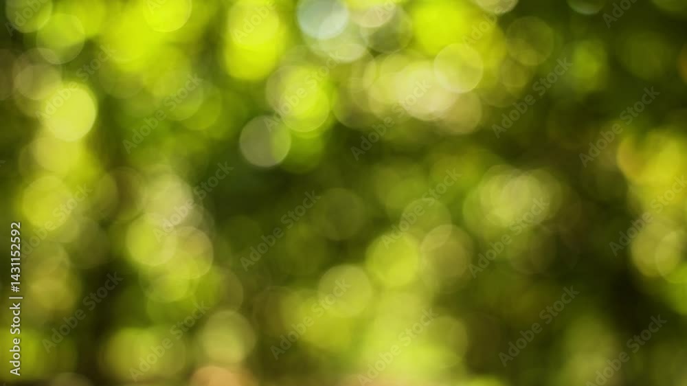 Video Abstract Bokeh Background of Lush Green Leaves Video Abstract Bokeh Background of Lush Green Leaves