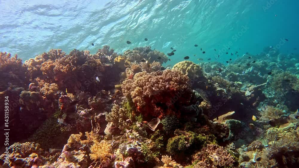 Coral reef in slow motion looking up at ocean surface. Coral reef in slow motion looking up at ocean surface.