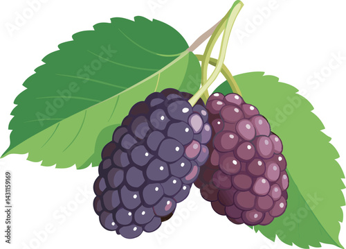 A vibrant vector art illustration of delicious mulberry fruit, showcasing rich colors, detailed textures, and fresh, natural appeal in design.