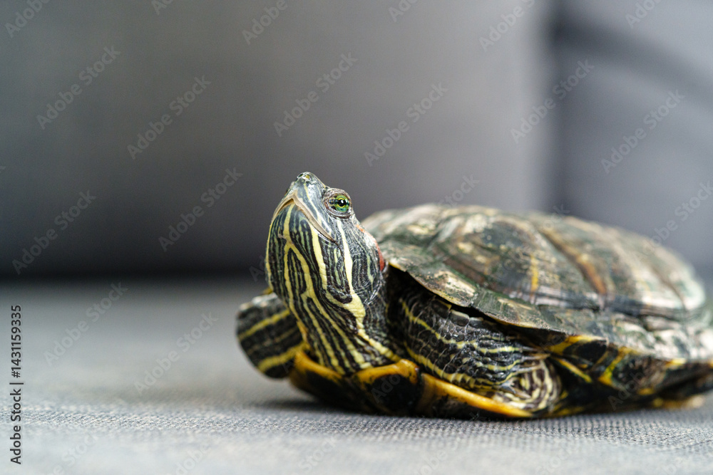 Obraz premium Turtle resting on a soft surface during daytime indoors