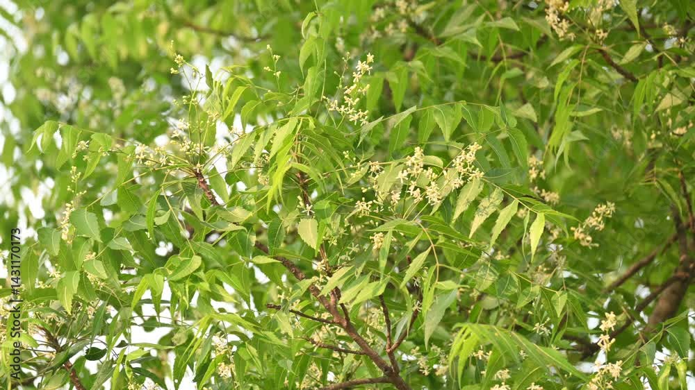 Azadirachta indica flower in tree. Its other names nimtree or Indian lilac. Its seeds are the source of neem oil. Many aruvedic medicines are made from its leaves,flower and seeds. Neem flower. Azadirachta indica flower in tree. Its other names nimtree or Indian lilac. Its seeds are the source of neem oil. Many aruvedic medicines are made from its leaves,flower and seeds. Neem flower.