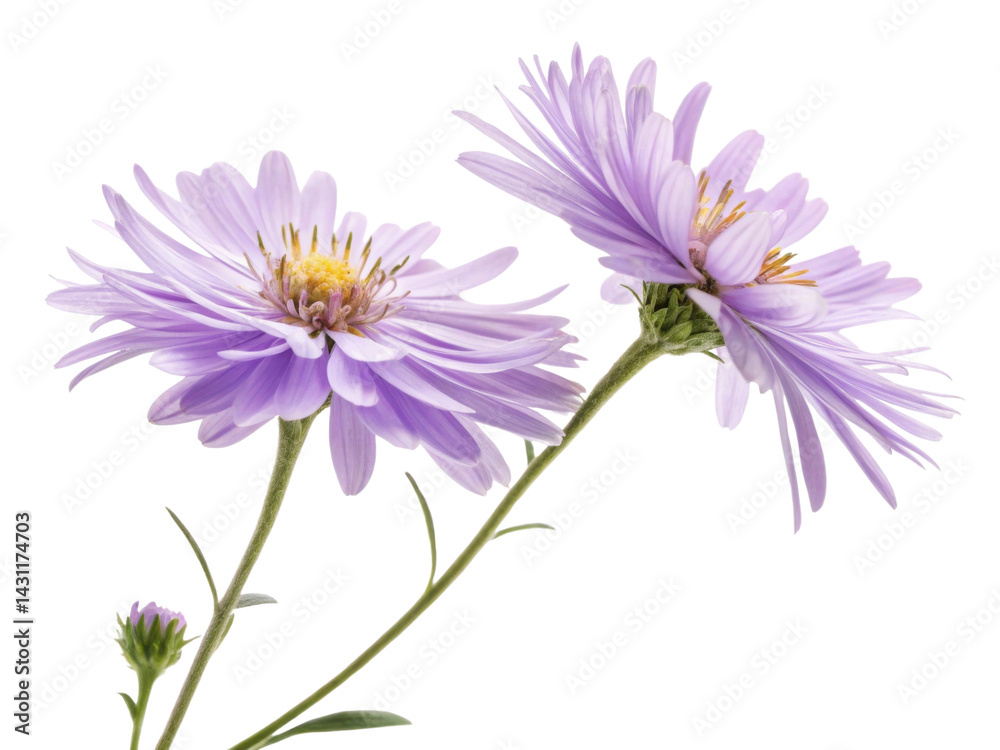 Fototapeta premium beautiful aster flower blooms with delicate lavender petals showcasing nature elegance and charm