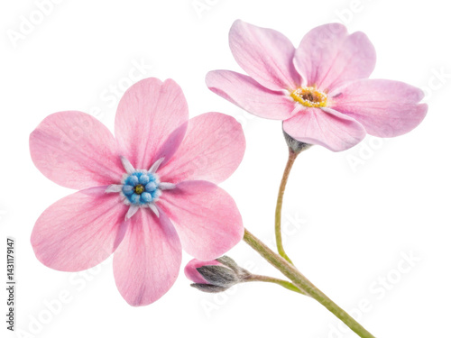 Forget me not flowers bloom in delicate pink hues showcasing their beauty and charm. These lovely blossoms symbolize remembrance and love