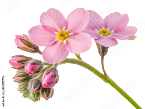 Forget me not flowers bloom in delicate pink hues, symbolizing love and remembrance, capturing essence of nature beauty