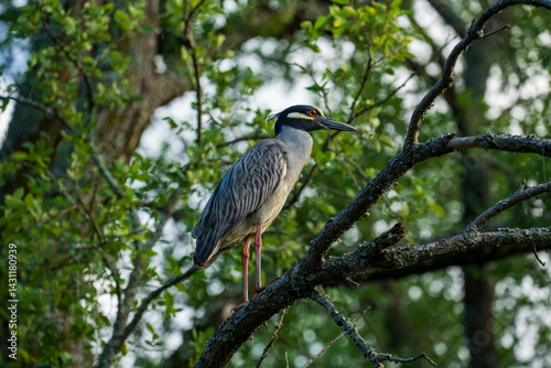 Yellow-crowned Night Heron