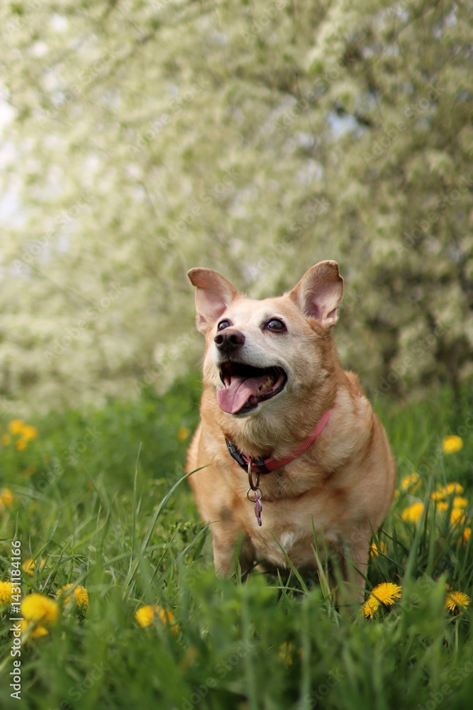 The old fat dog is in a blooming meadow. The old fat dog is in a blooming meadow.