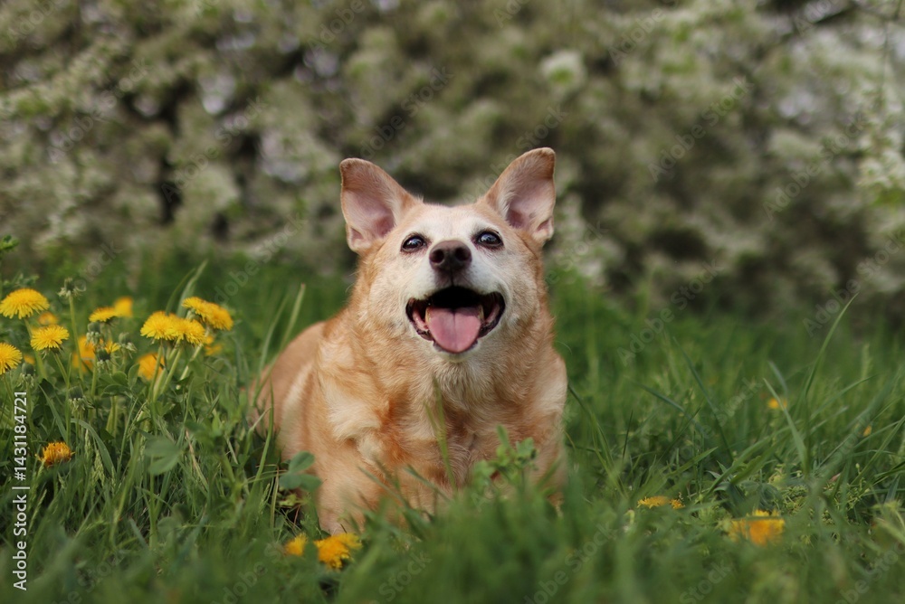 The old fat dog is in a blooming meadow. The old fat dog is in a blooming meadow.