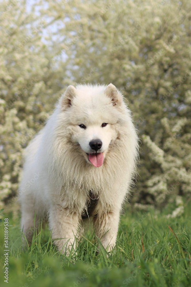 The samoyed is in a blooming meadow. The samoyed is in a blooming meadow.