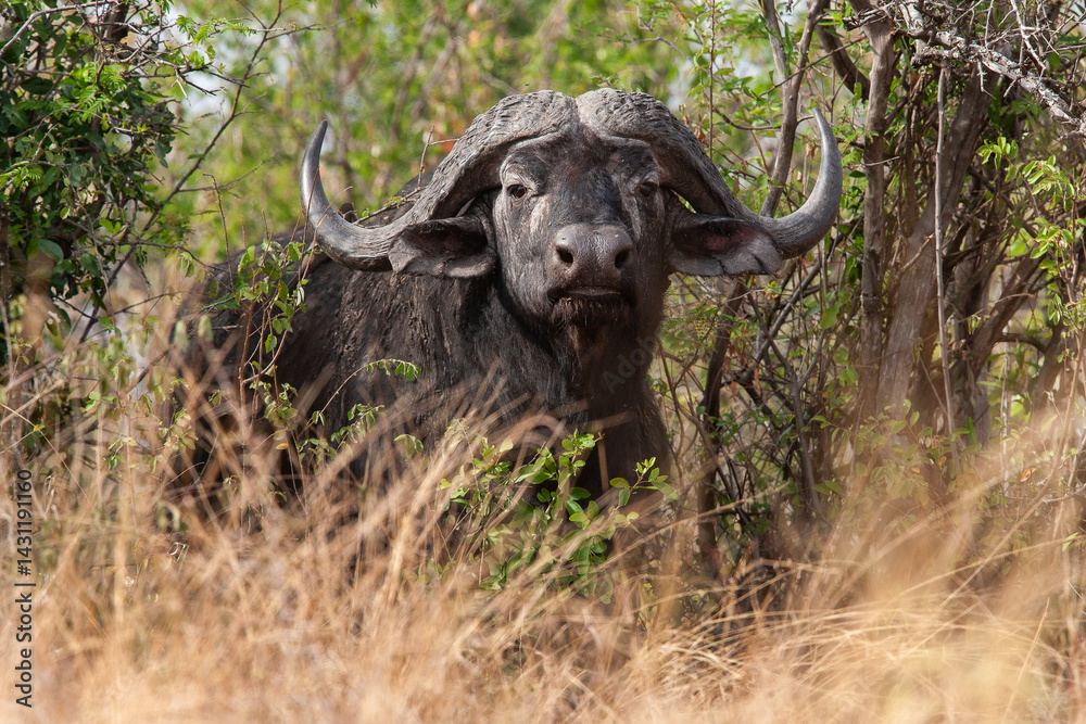 le buffle Africain le buffle Africain