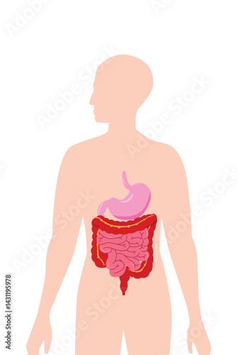 Educational medical graphic of digestive system in human figure. eps 10