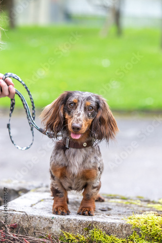 Foto brown merle miniature longhaired dachshund dog portrait on natural background