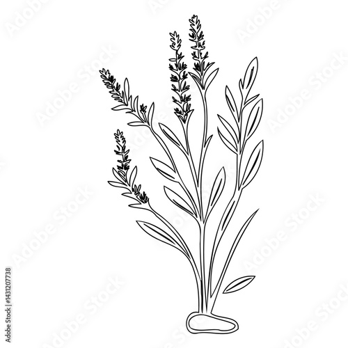 Elegant minimalistic line drawing of lavender bouquet, serene herbal bloom