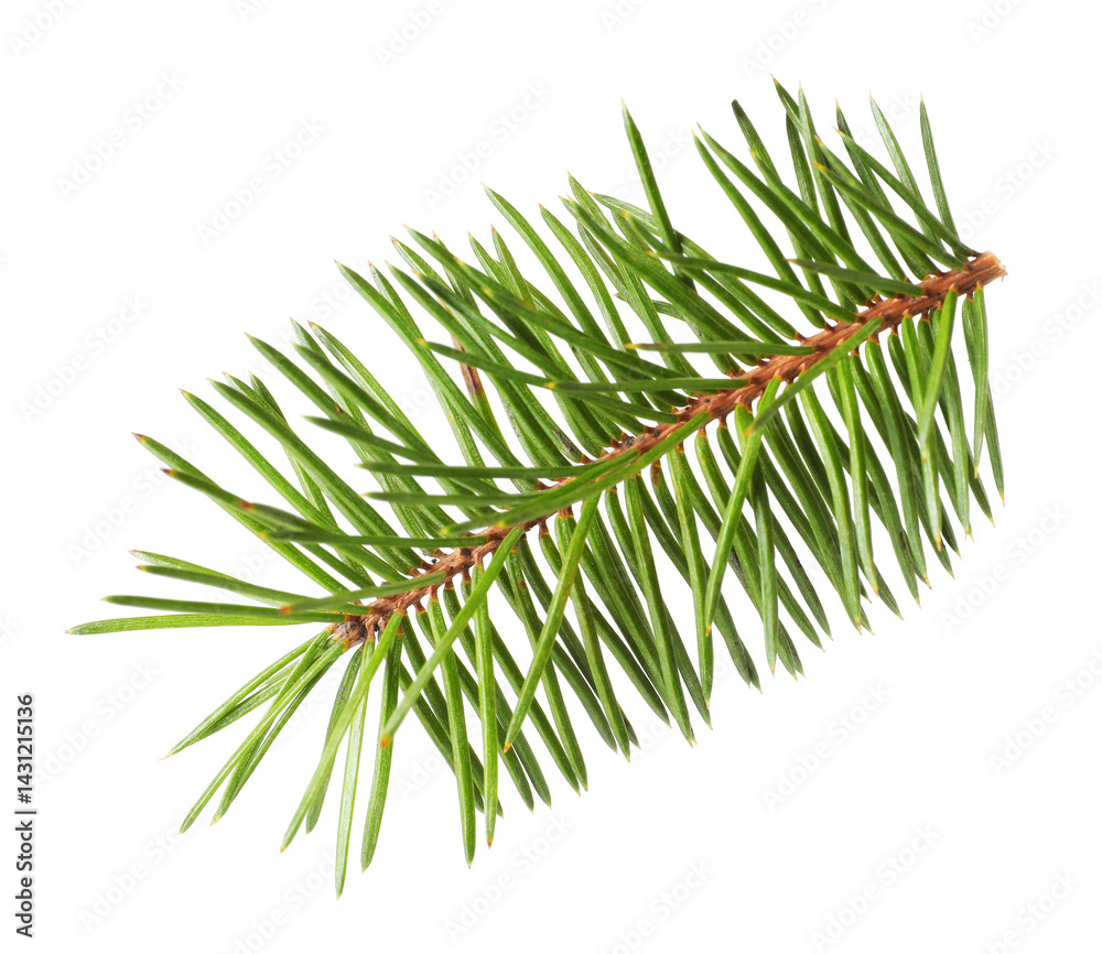 Beautiful pine tree twig isolated on white Beautiful pine tree twig isolated on white