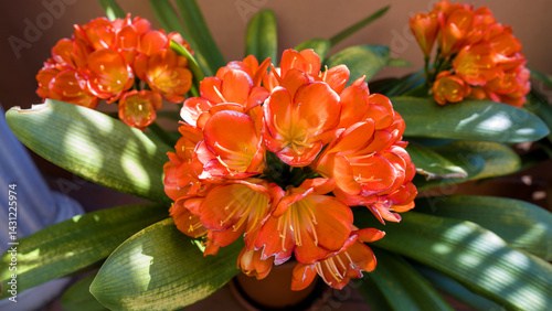 Orange clivia blooming in spring