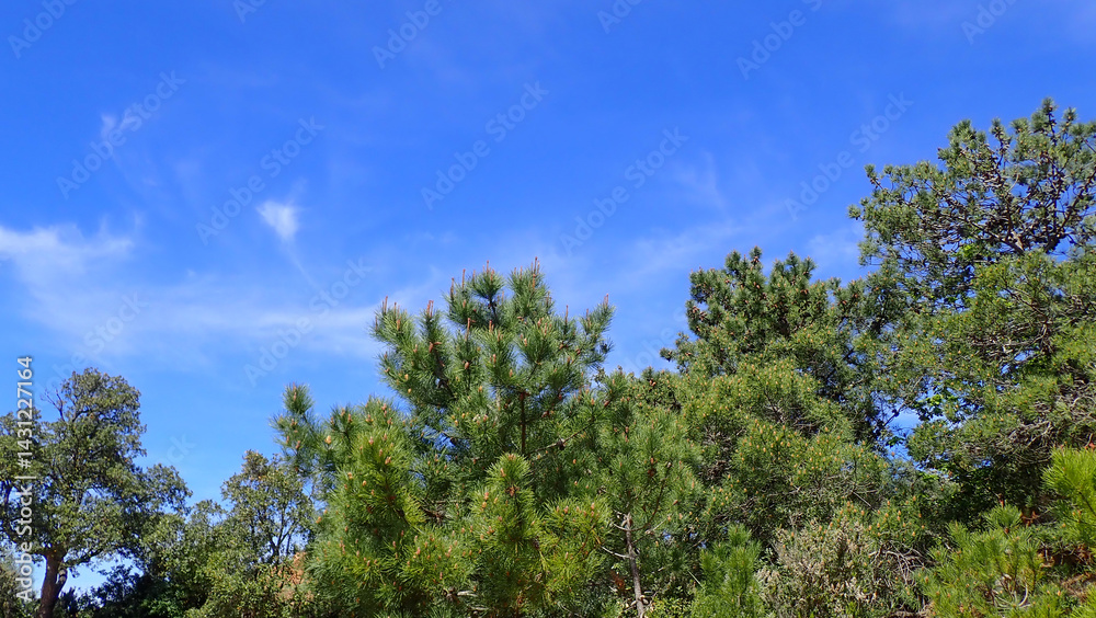 pine tree branch, mediterranean pine, Austrian pine in North Africa. Pine with green needles, Closeup of green needle pine tree. Small pine cones at the end of branches. pine needles. Pinus nigra. pine tree branch, mediterranean pine, Austrian pine in North Africa. Pine with green needles, Closeup of green needle pine tree. Small pine cones at the end of branches. pine needles. Pinus nigra.