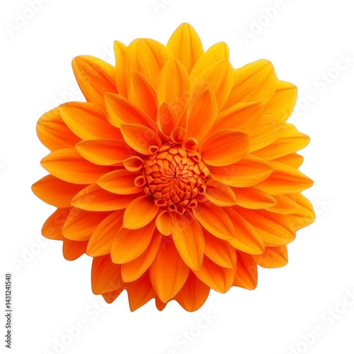 vibrant orange dahlia flower with intricate petals radiating from center, showcasing nature beauty and symmetry. bright colors evoke sense of warmth and joy