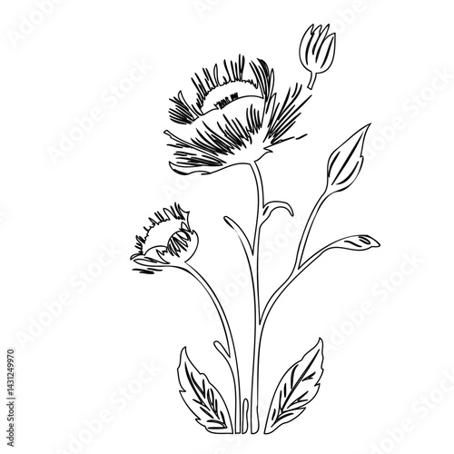Elegant floral arrangement, minimalist line drawing with botanical details, decorative illustration