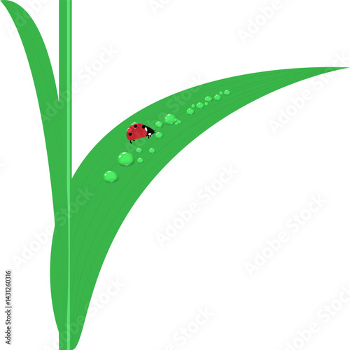 Vector illustration of fresh morning dew and a red ladybug on the grass