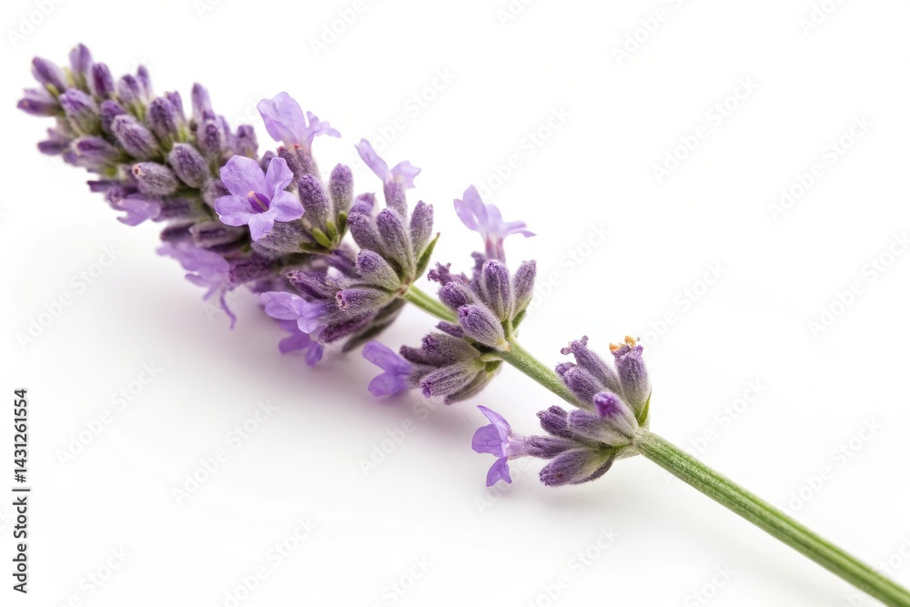 Obraz premium Lavender flowers growing in the garden. Soft selective focus.