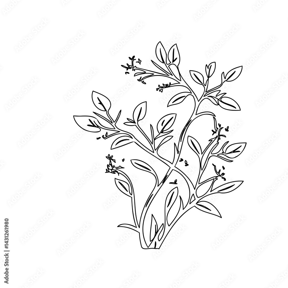 Delicate botanical illustration of a leafy branch with small buds or flowers Delicate botanical illustration of a leafy branch with small buds or flowers