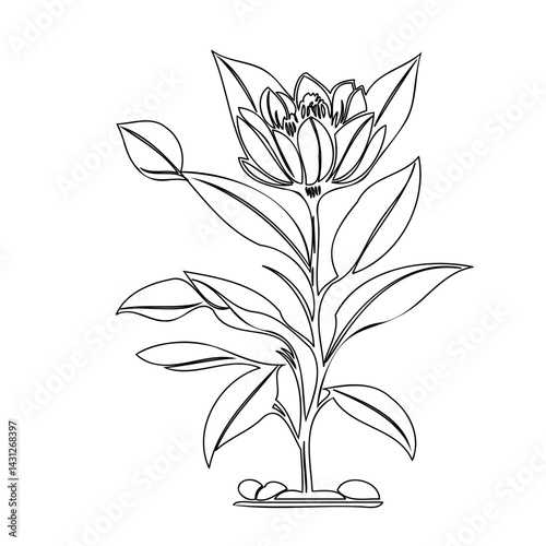 Elegant floral design: a line art depiction of a stylized botanical specimen