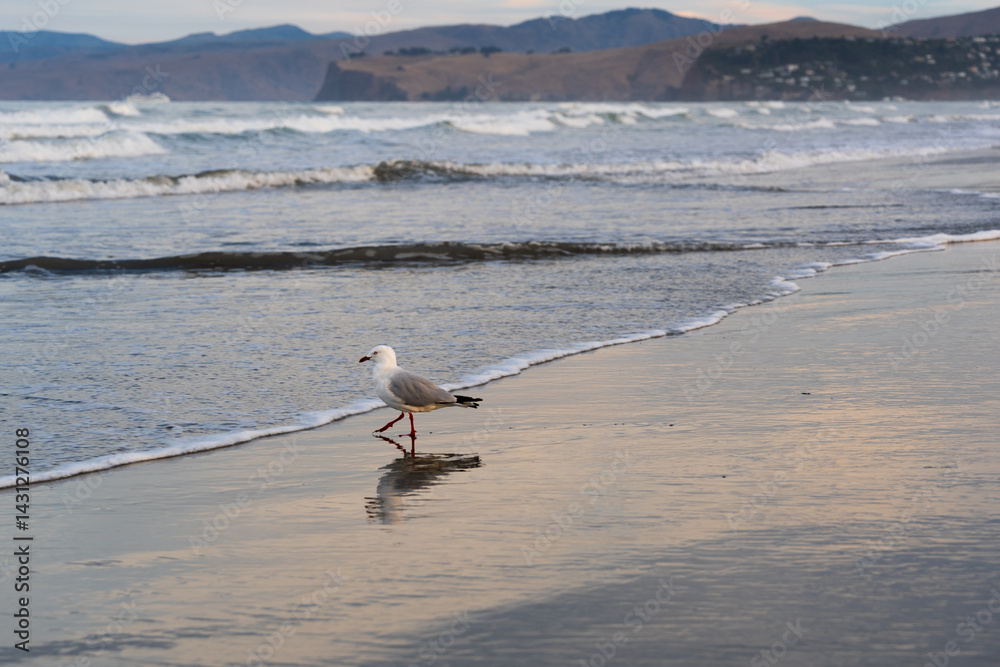 Tarāpunga, die Möwe beim Abendspaziergang am Strand von Christchurch in Neuseeland