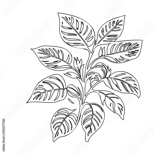 Delicate line drawing of an exotic prayer plant creating botanical elegance