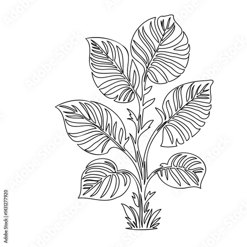 Elegant botanical illustration showcasing a tropical plant with broad foliage