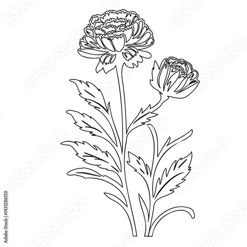 Elegant floral contour illustration displaying a blossoming flower bouquet drawing