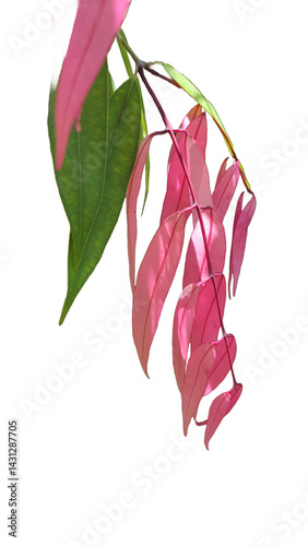 Mesua ferrea - Ceylon ironwood the red leaves branch in closeup transparent white background photo