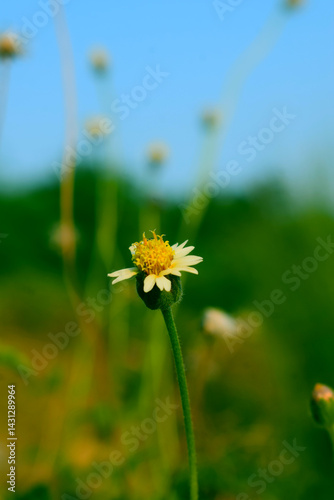 tridex radix procumbens coat button 