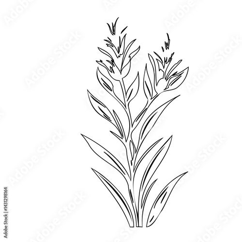 Elegant floral illustration with delicate lines, conveying botanical simplicity and natural artistry