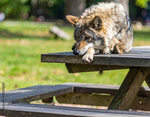 A wolf is seen with its paws resting on the edge of a picnic table in a park, its posture suggesting a moment of rest or observation.