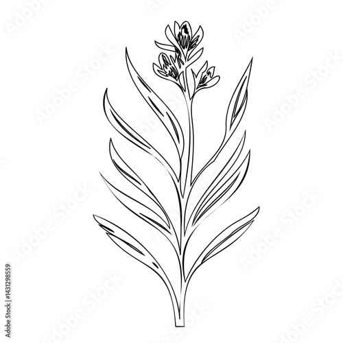 Botanical line drawing of blossoming wildflower with elongated foliage and delicate blooms