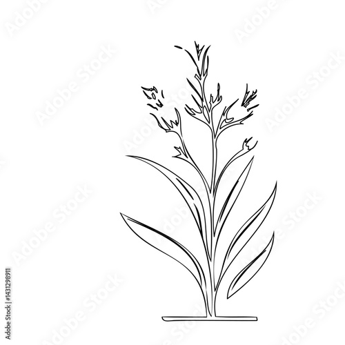 Single-line botanical illustration of a flowering plant with slender leaves