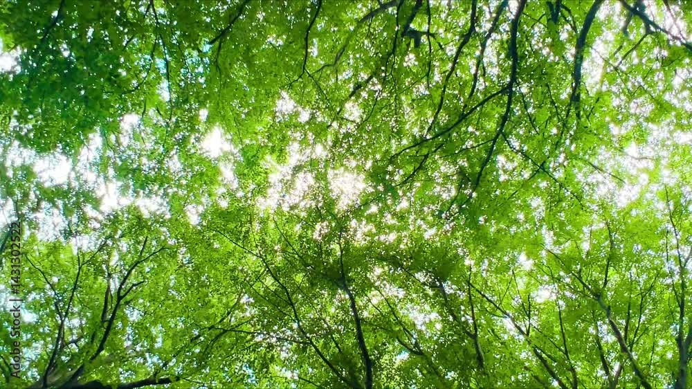 A tranquil view looking up through vibrant green tree canopies in a summer forest. Sunlight filters through the leaves, creating a peaceful and immersive nature experience in the heart of Krakow green A tranquil view looking up through vibrant green tree canopies in a summer forest. Sunlight filters through the leaves, creating a peaceful and immersive nature experience in the heart of Krakow green
