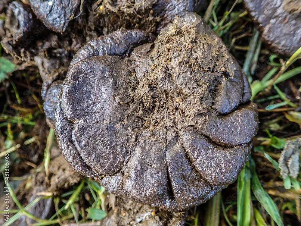 Cow dung cake on grass closeup. A detailed view of cow dung on a lush green grass field, Cow manure on the farm in the cow grazing area where it is used as organic fertilizer for plants. Cow dung cake on grass closeup. A detailed view of cow dung on a lush green grass field, Cow manure on the farm in the cow grazing area where it is used as organic fertilizer for plants.