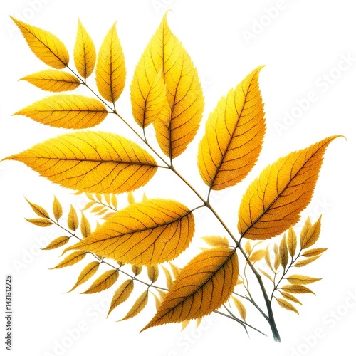 Watercolor yellow leaf leaves autumn fall , isolated on white background