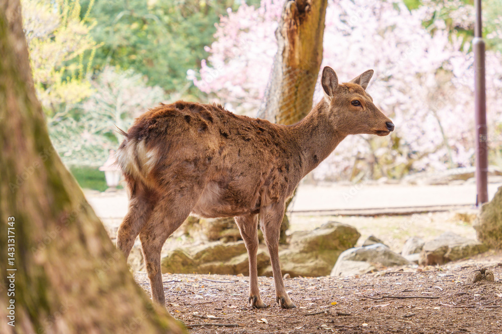Fototapeta premium Young deer relaxing under cherry blossom in Nara Park, Japan