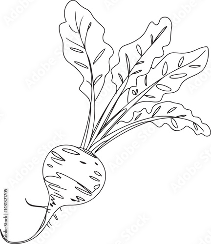 Stylized black and white line art illustration of a beetroot in a garden setting with leafy stems rising upward in a minimalist vector composition