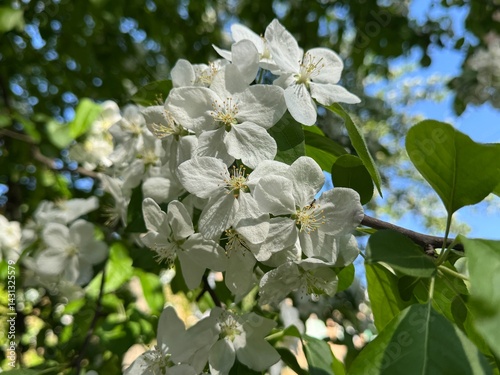 Blooming apple tree in the spring garden.
